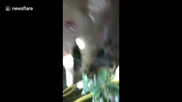 Indian villagers use crane to save baby elephant trapped in pit during four-hour operation