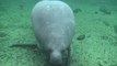 Rough winter for manatees