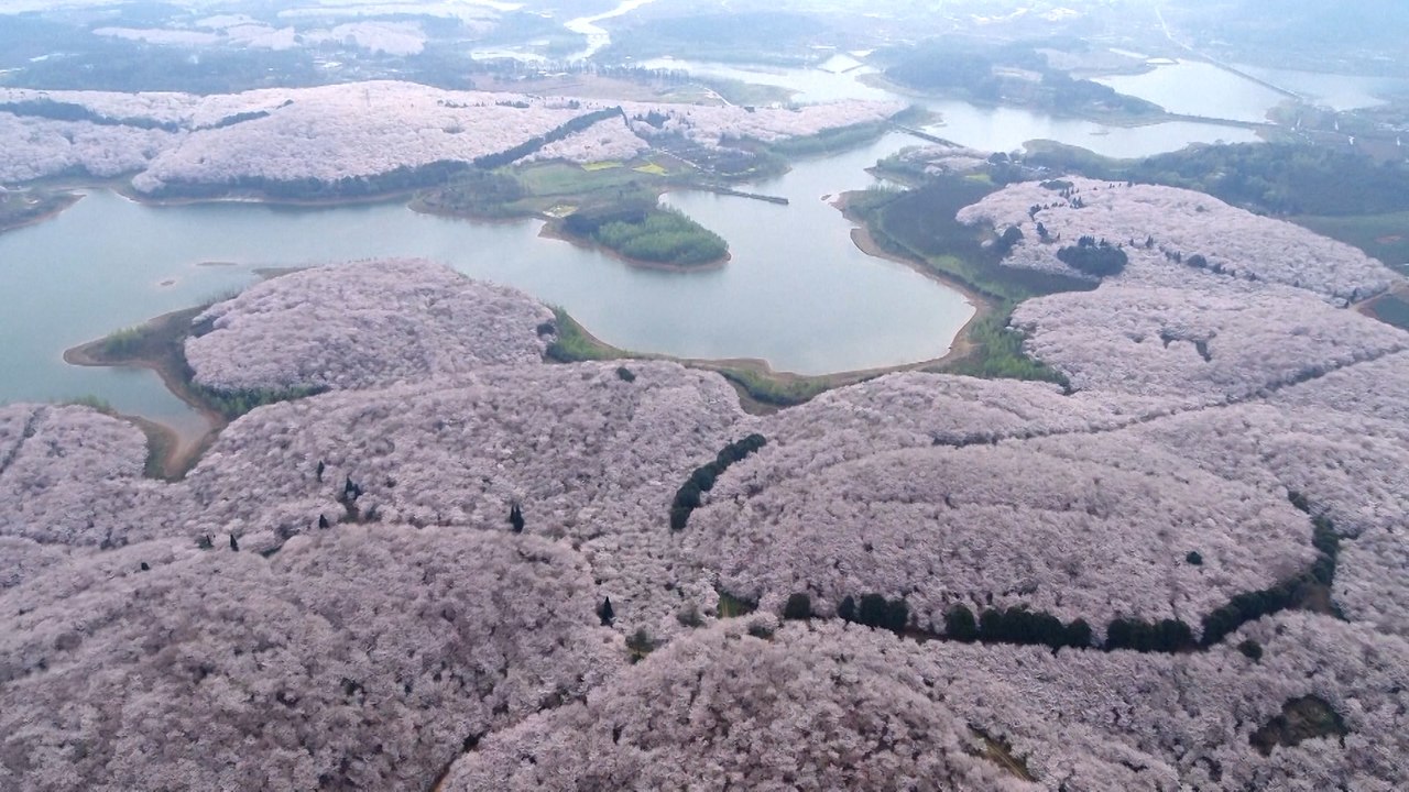 Spring arrives early in China with vibrant flowers