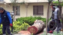 Çürüyen 250 yıllık çınar ağacı devrildi
