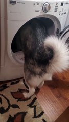 Husky Hops Into Dryer