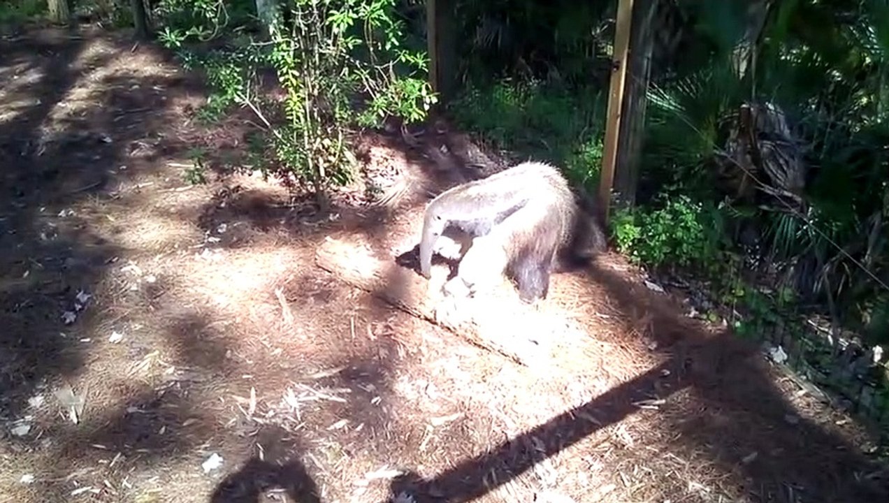 मासूम दिखने वाले जानलेवा जानवर _ Cute but Dangerou(480P)