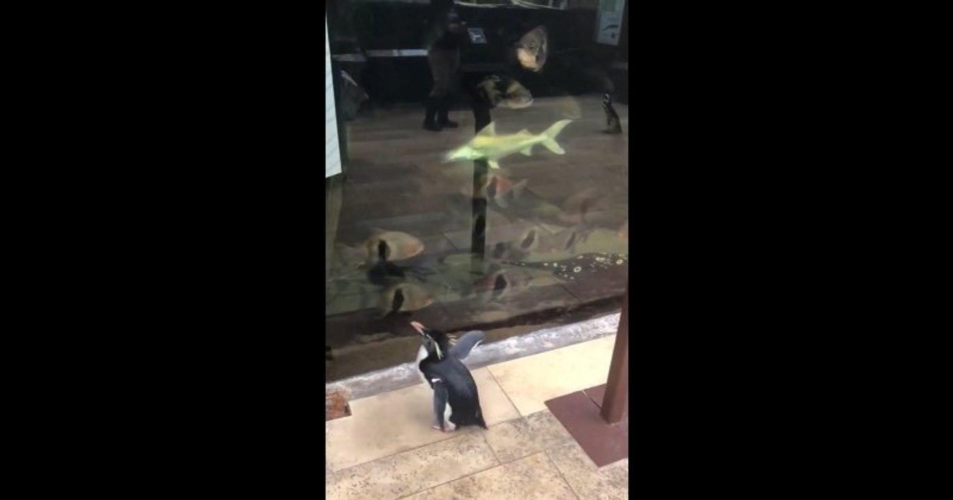Un aquarium a fermé ses portes, ce qui a laissé l'occasion aux pingouins de le visiter et rencontrer d'autres animaux