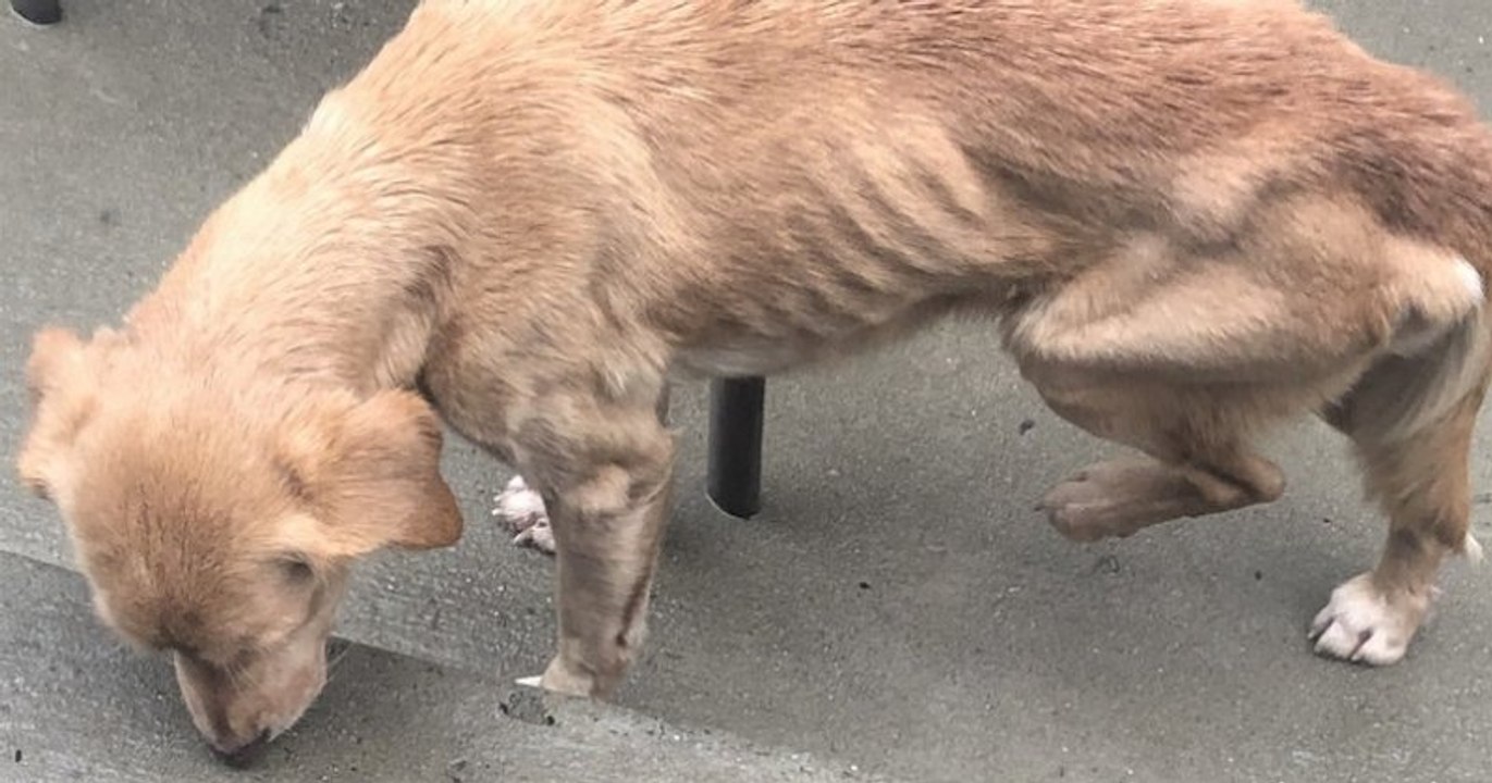 Affamée, une chienne errante trouve refuge dans une maison et se fait adopter