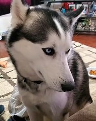 Picky Husky Wants Owners Chicken Not His