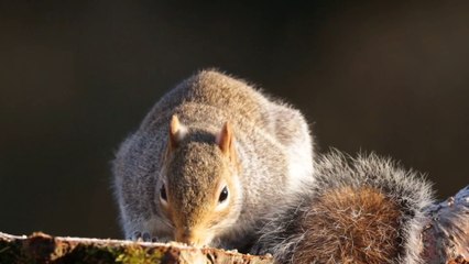 Squirrel Nature-Animal Nature