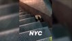 Un énorme rat embarque un gros sandwich dans les rues de New York