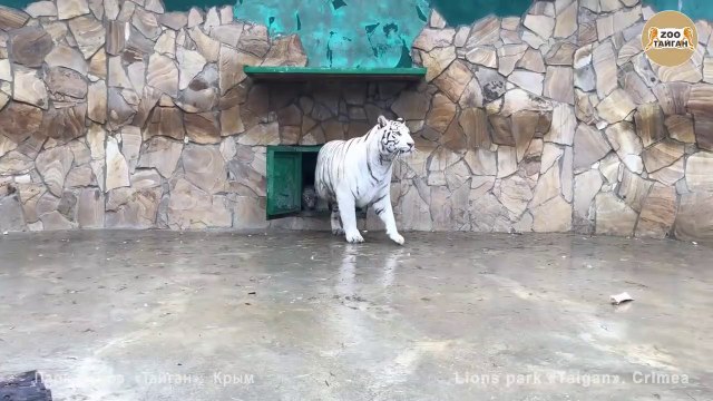 Première sortie pour ces bébés tigres blancs... Adorable