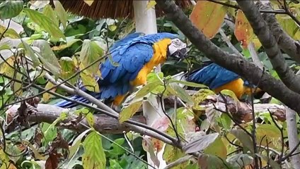 Video Four of the NTL Family Reunion Road Trip Pigeon Forge Parrott Mountain