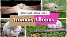 Descubra belos e raros ANIMAIS ALBINOS 