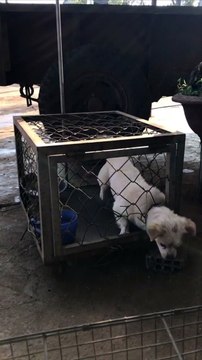 Escape Artist Dog Exits Cage