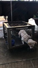 Escape Artist Dog Exits Cage
