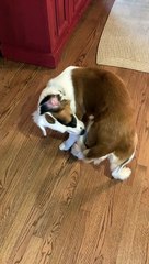 Dog Can't Quite Figure Out Tail