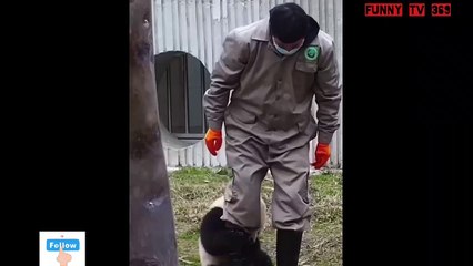 The wetness of the bear when meeting zoo staff