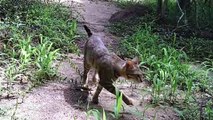 Scientists Reveal Origins Of Madagascar's Mysterious Forest Cats