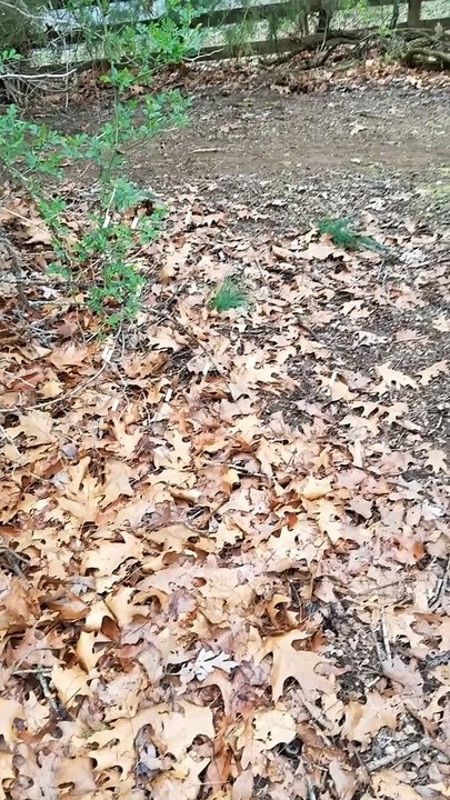 What Messages Do Angels Have for ALL of Us? Who Is the Suprise at the End? My Haunted Cemetery Lunar Paranormal Virginia