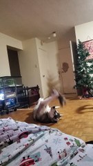 Husky Holds His Christmas Stuffed Toy High