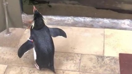 PENGUIN VISITS THE FISH AT SHEDD AQUARIUM
