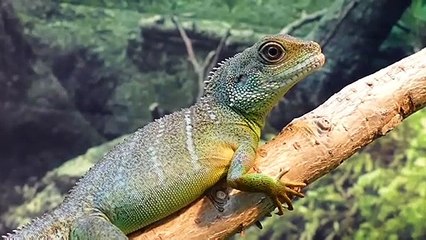 squirrel,red, nagar, squirrel, head , watar bragon , lizard , butterfly, botany,flower 2020,