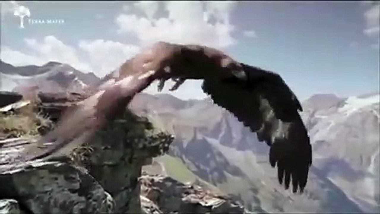 Eagle vs Goat_HD