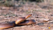 A Honey Badger and Mole Snake Fight to the Death_HD