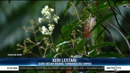 Kina yang Tumbuh Subur di Indonesia Dipercaya Dapat Tangkal Virus Corona