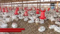 Poultry farmers face huge losses due to coronavirus