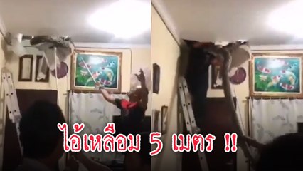 คลิปหวาดเสียว นาทีจับเหลือม 5 เมตร ใต้ฝ้าเพดาน