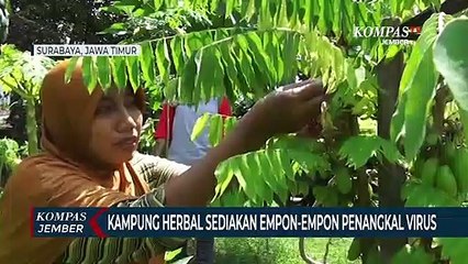 Kampung Herbal Sediakan Empon-Empon Penangkal Virus Corona