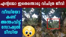 Social media asking what is this video of bizarre creature | Oneindia Malayalam