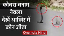 Cobra और Mongoose के बीच जंग देखें आखिर में किसकी जीत हुई, Video Viral | वनइंडिया हिंदी