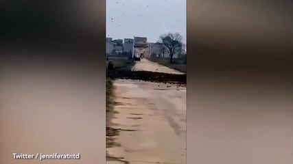 Hiện tượng lạ: Hàng ngàn chim sẻ chặn lối vào ngôi làng ở Trung Quốc