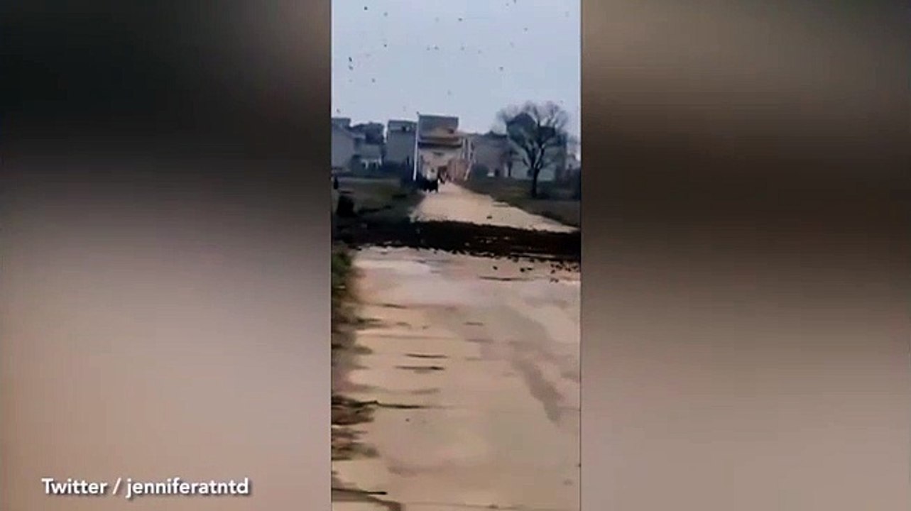 Hiện tượng lạ: Hàng ngàn chim sẻ chặn lối vào ngôi làng ở Trung Quốc