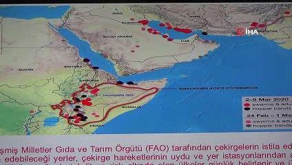 Uzmanlar çöl çekirgeleri istilasına karşı uyardı