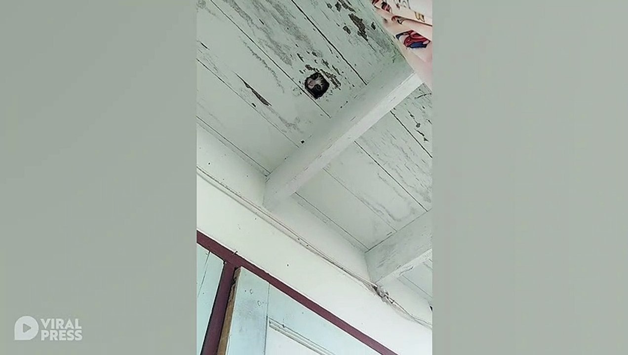 Kitty Says Hello Through Gap In Floor