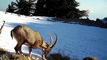 Aç kalan dağ keçilerinin yoncayla beslendiği anlar fotokapanda