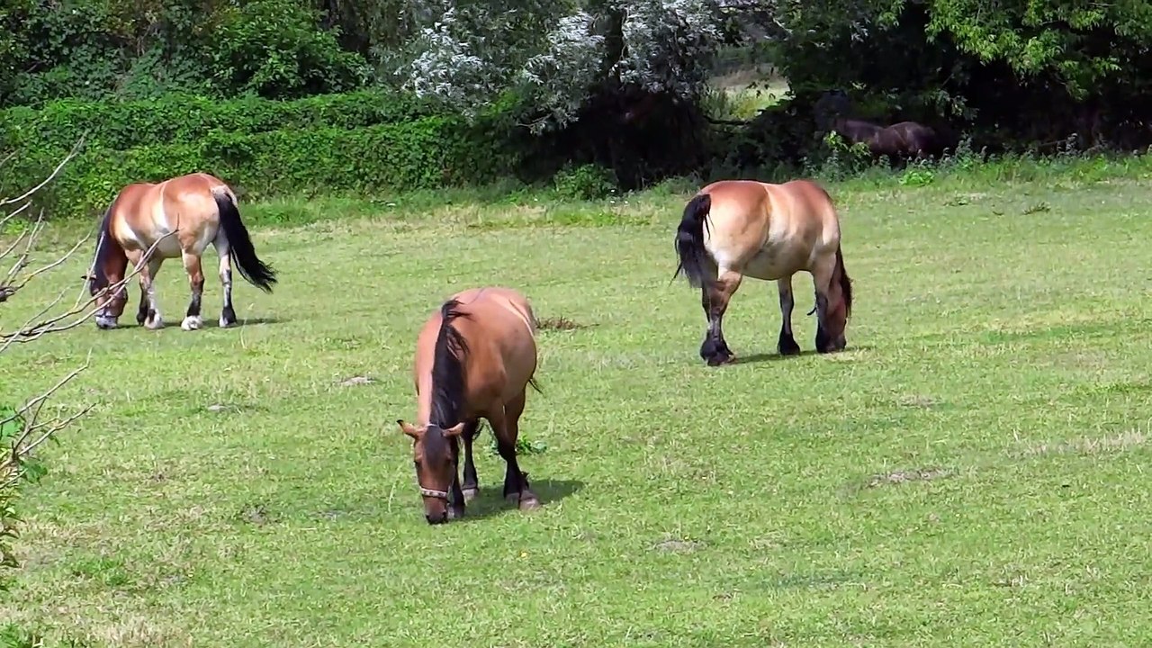 funny horses#the best kids of horses