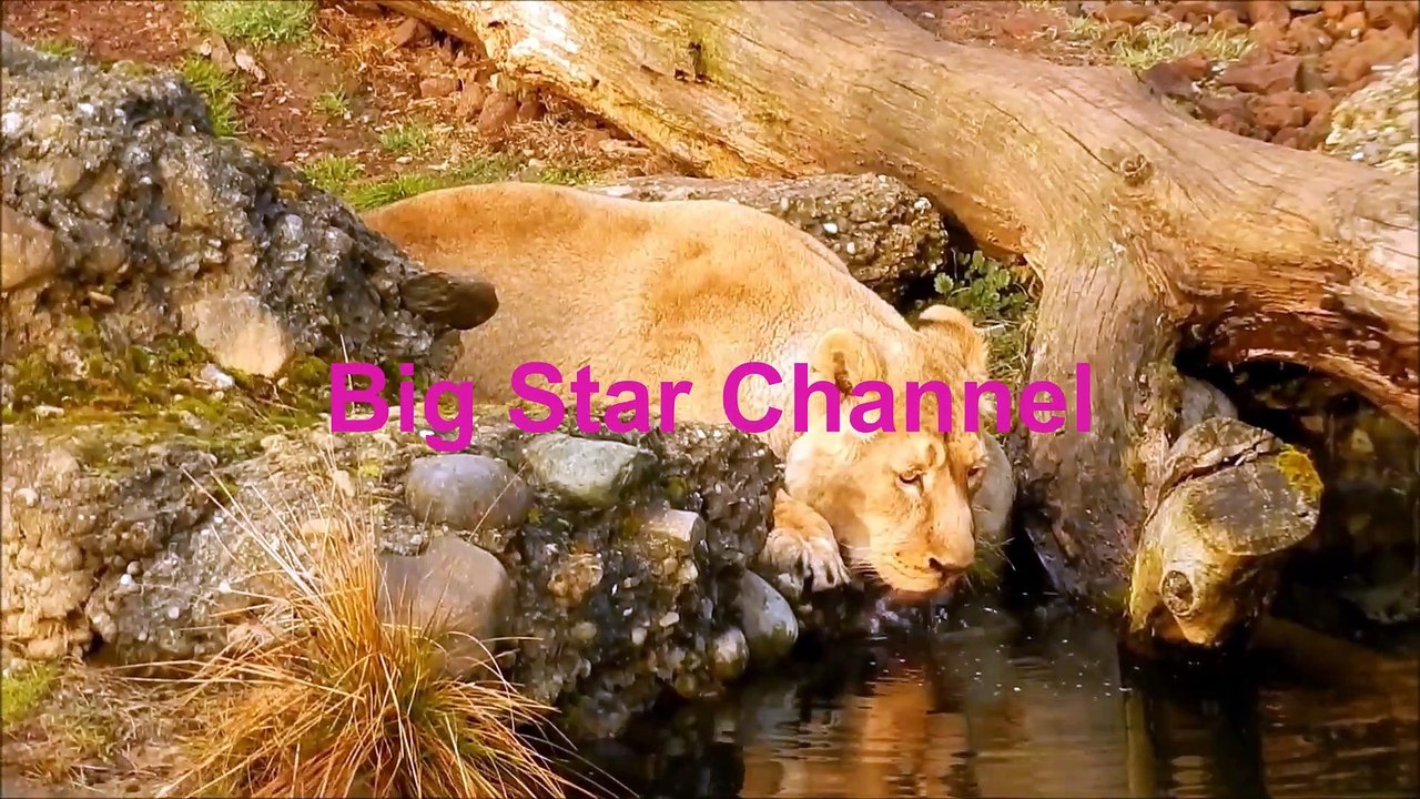 lion the king of the zoo