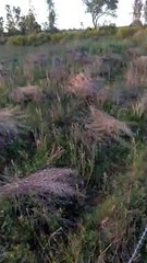 ओला वृष्टि से फसलों का हुआ नुकसान