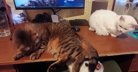 Confinés en télétravail à cause du coronavirus, ils partagent des clichés hilarants avec leurs animaux