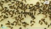 La recherche, en pointe sur le zika et le chikungunya - Positive Outre-mer (17/03/2020)
