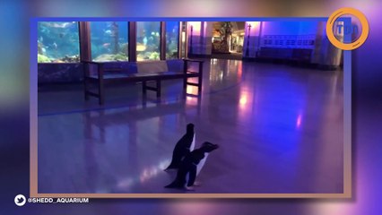 Des pingouins font leur vie seuls après la fermeture d'un aquarium