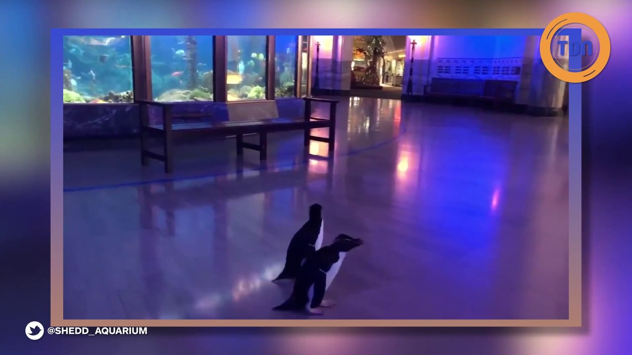 Des pingouins font leur vie seuls après la fermeture d'un aquarium
