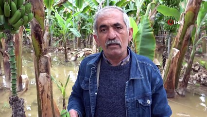 2 bin dönüm muz serası sular altında