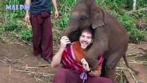 Soo cute Baby Elephant Videos Compilation -  Cutest Baby animals