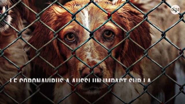 La SPA, contrainte de fermer ses refuges, craint une vague d'abandons à cause du coronavirus