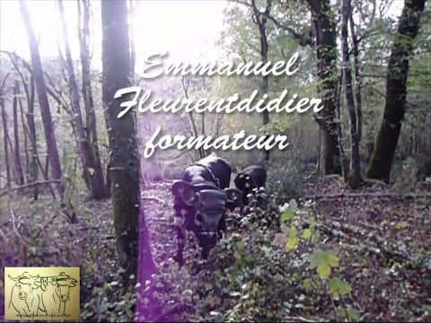 Premiers travaux d'un boeuf Vosgien avec Claire Declide en Charentes 2019