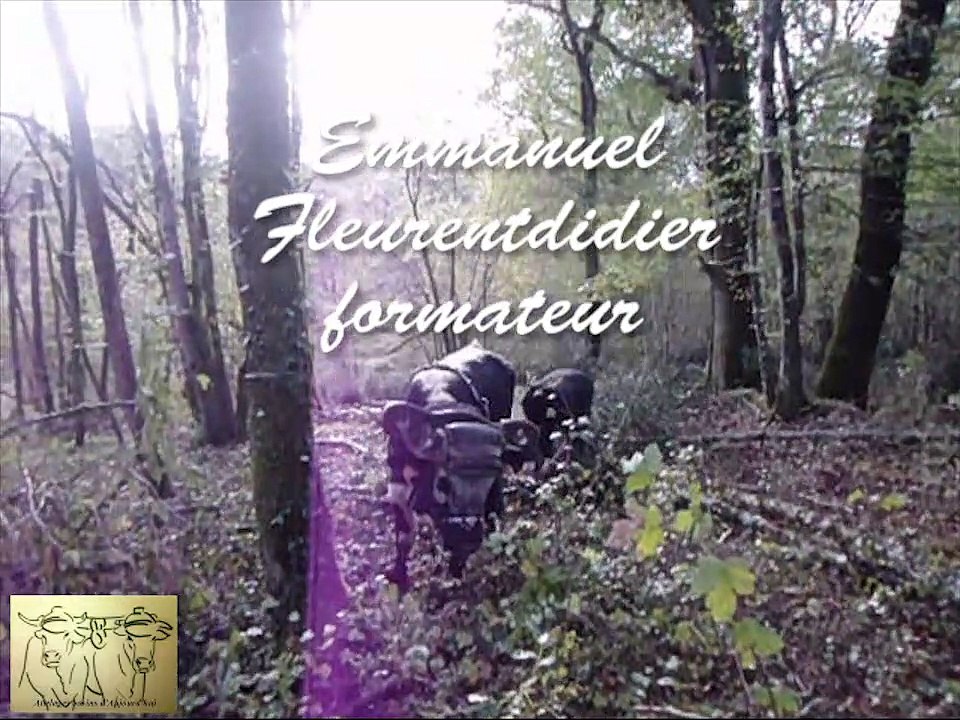 Premiers travaux d'un boeuf Vosgien avec Claire Declide en Charentes 2019