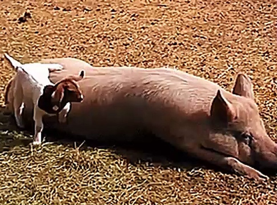 funny cochon and goat