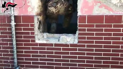 Cerignola (FG) - Sequestrate munizioni da guerra e droga, arrestato 25enne (17.03.20)